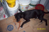 /album/fundacaototozinho/a080-jpg/