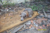 /album/fundacaototozinho/a020-jpg/
