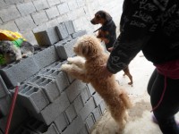 /album/fundacaototozinho/a059-jpg/