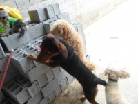 /album/fundacaototozinho/a058-jpg/