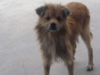 /album/fundacaototozinho/foto0236-jpg2/