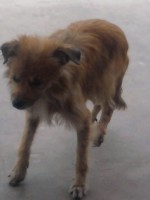 /album/fundacaototozinho/foto0237-jpg2/