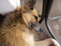 /album/fundacaototozinho/foto0284-jpg1/