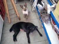 /album/fundacaototozinho/foto0362-jpg1/