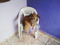 /album/fundacaototozinho/img00041-jpg1/