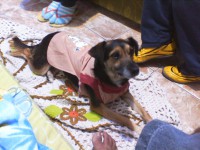 /album/fundacaototozinho/img00049-jpg1/