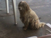 /album/fundacaototozinho/img00074-jpg1/