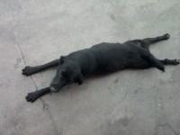 /album/fundacaototozinho/pretinha-jpg1/