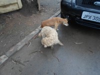 /album/fundacaototozinho/a074-jpg/