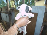 /album/fundacaototozinho/a075-jpg/