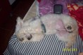 /album/animais-abandonados-/a072-jpg/