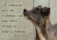 /album/c%c3%a3es-e-gatos/vamos-ajudar-os-animais-846a-jpg/