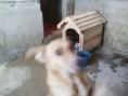 /album/animais-abandonados-/a004-jpg3/
