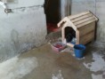 /album/animais-abandonados-/a005-jpg4/