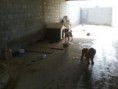 /album/animais-abandonados-/a006-jpg3/