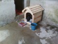 /album/animais-abandonados-/a007-jpg4/