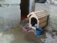 /album/animais-abandonados-/a008-jpg3/