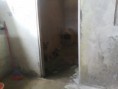 /album/animais-abandonados-/a009-jpg3/
