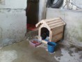 /album/animais-abandonados-/a010-jpg3/