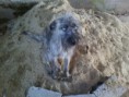 /album/animais-abandonados-/a011-jpg3/