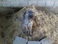 /album/animais-abandonados-/a013-jpg2/