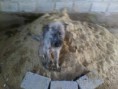 /album/animais-abandonados-/a014-jpg2/