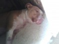 /album/animais-abandonados-/a017-jpg2/