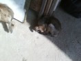/album/animais-abandonados-/a021-jpg2/