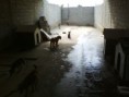 /album/animais-abandonados-/a027-jpg/