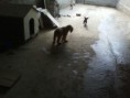 /album/animais-abandonados-/a030-jpg2/